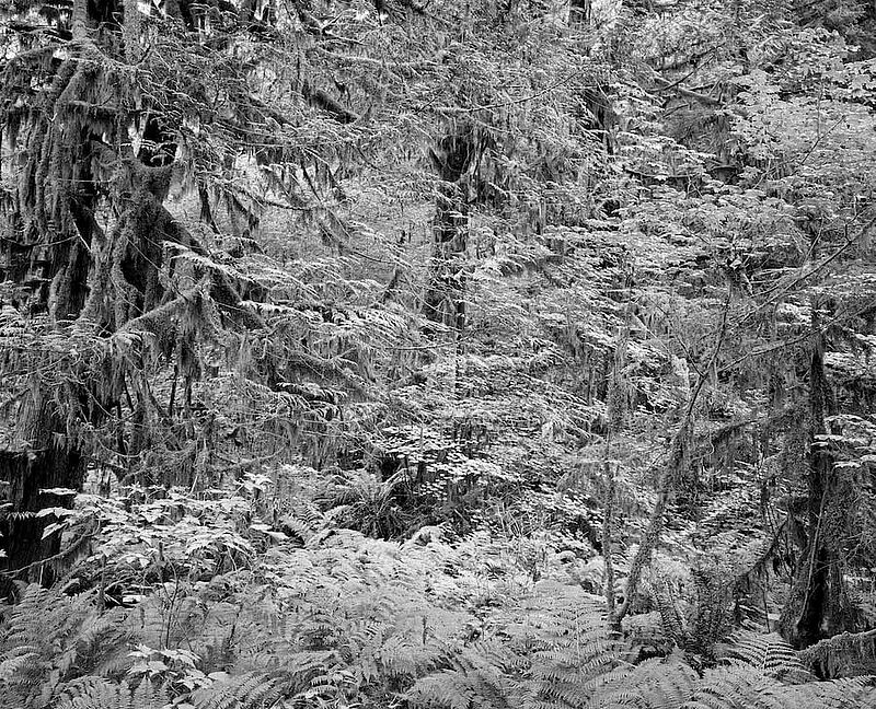 Mamquam Forest III, British Columbia - Bruno Augsburger